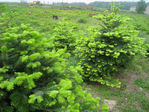 Growing Christmas Trees with The Christmas Forest