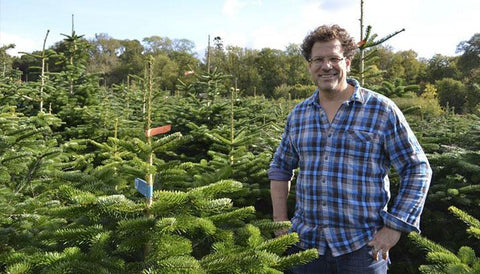 Nordmann Fir with The Christmas Forest