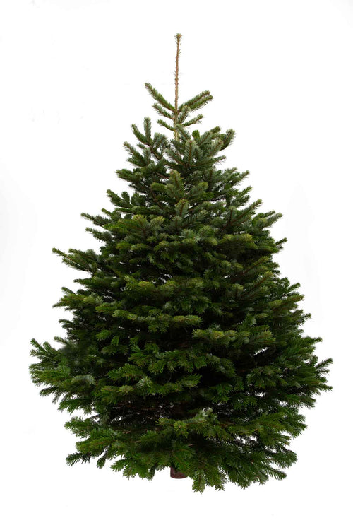 11ft Nordmann Fir