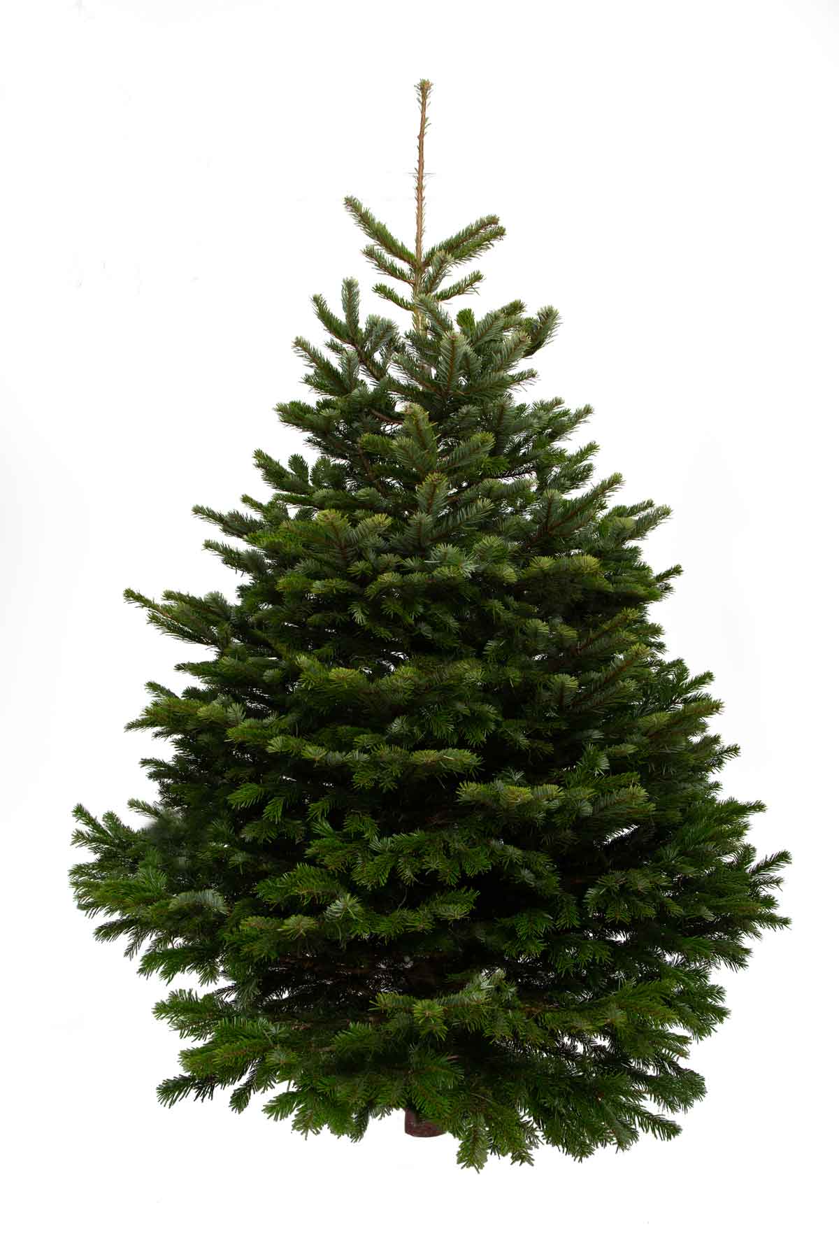 12ft Nordmann Fir Christmas Tree | The Christmas Forest