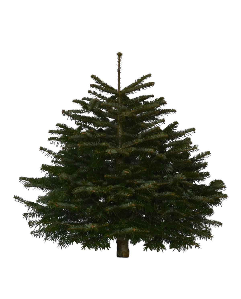 you see this tree it is a fir tree