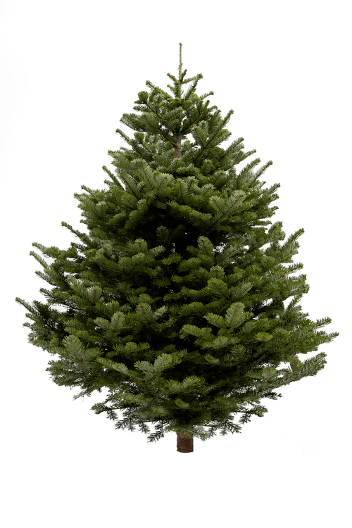 4ft Nordmann Fir