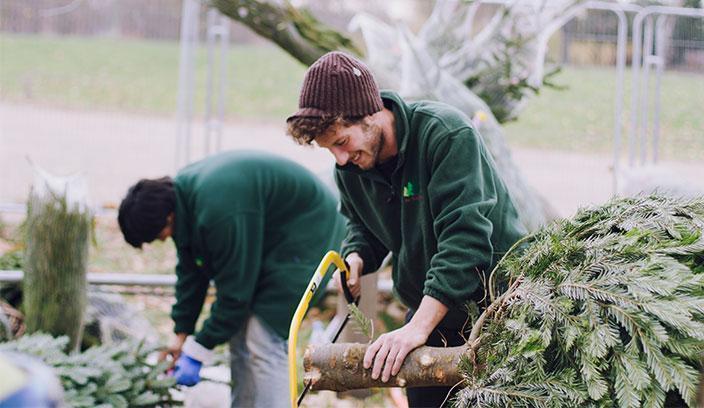 CHRISTMAS TREE REMOVAL