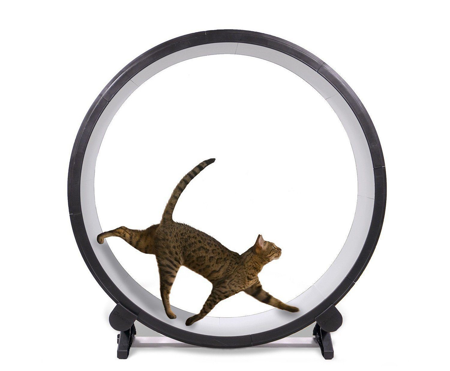 one fast cat cat wheel