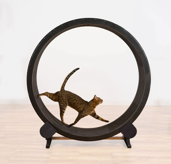 one fast cat cat wheel