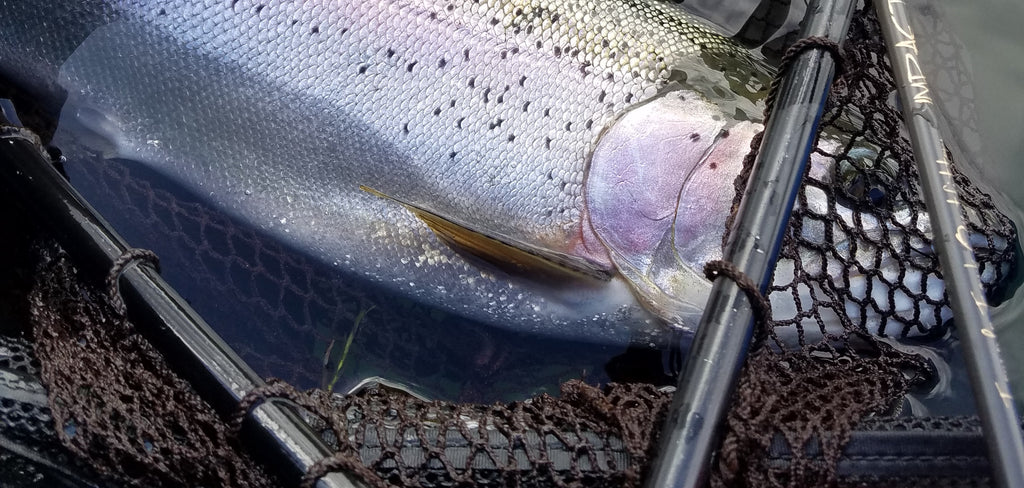 Fly fishing angler in float tube nets a Rainbow trout Stock Photo