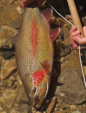 A TASTE OF AUTUMN'S ANNUAL ANGLING BUFFET - Bill Herzog – Salmon Trout  Steelheader