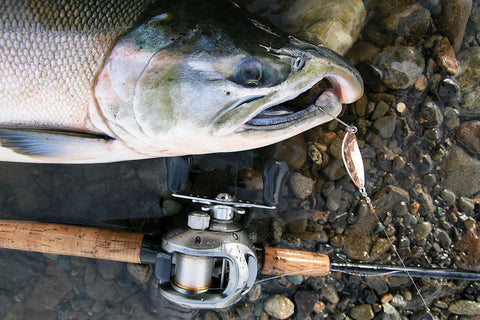 COHO: FINICKY FISH ALTERNATIVES - by Terry J. Wiest – Salmon Trout  Steelheader