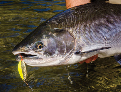 COHO: FINICKY FISH ALTERNATIVES - by Terry J. Wiest – Salmon Trout  Steelheader