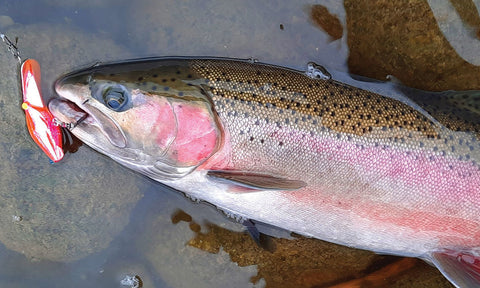 Bring me back to summer with Crystal clear water and a five of diamonds.  What's your go to lure? : r/Fishing