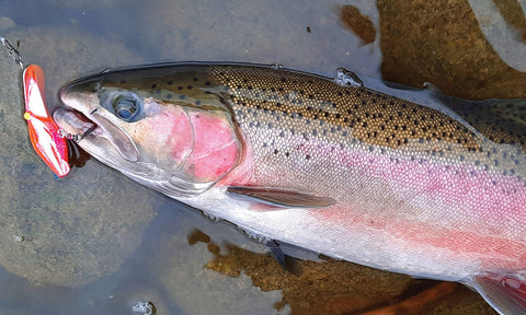 PLUGGING BIG WATER FOR FALL SUMMER STEELHEAD The