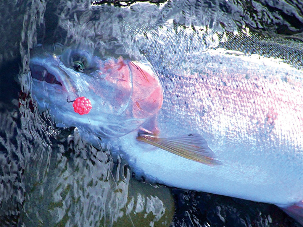 Curing Roe • BC Outdoors Magazine