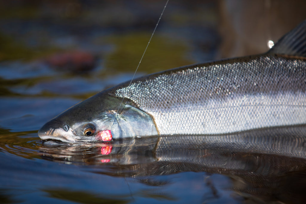 The Egegik (Alaska) Experience by Scott Haugen – Salmon Trout