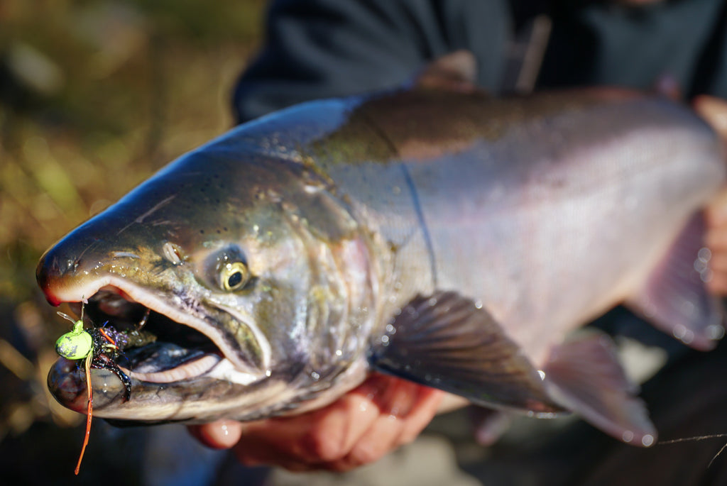 TWITCHING For Some Early Season Coho 