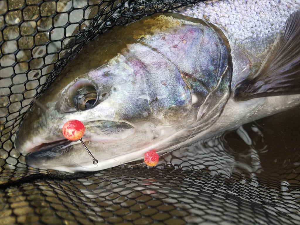 How to catch trout and salmon on beads