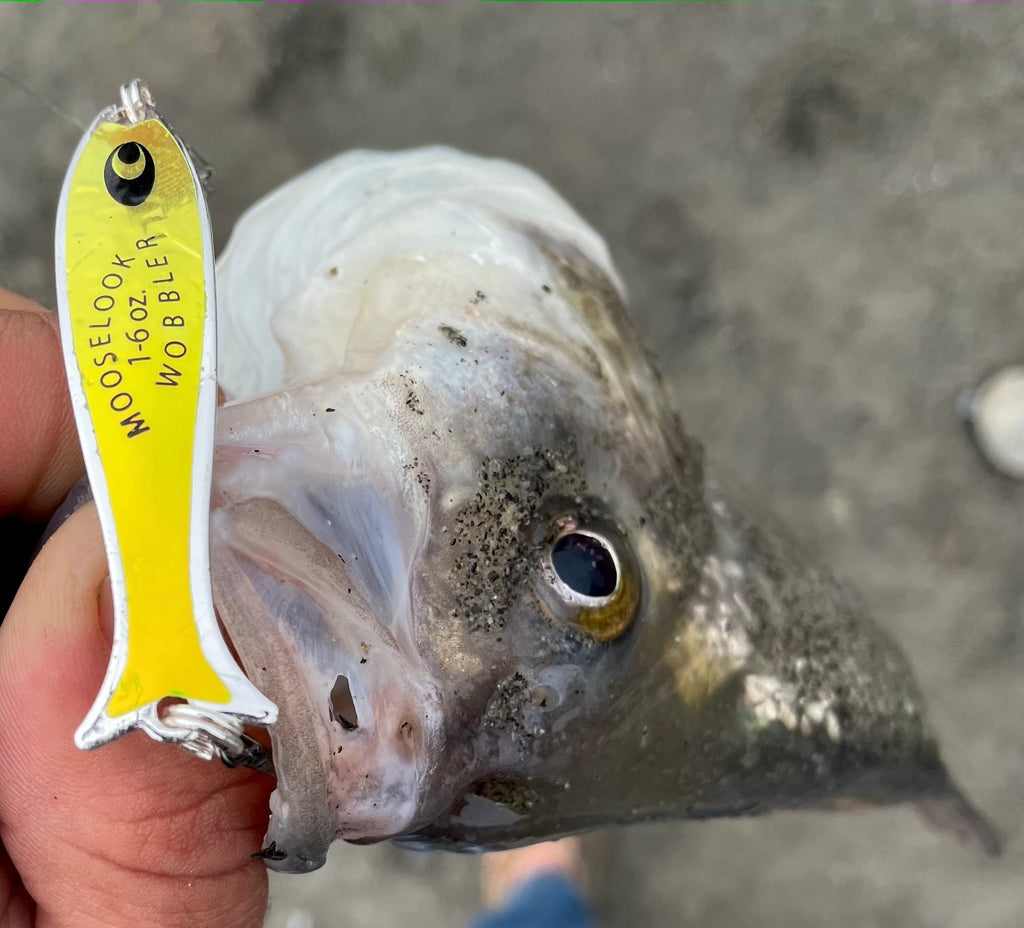 mooselook surf perch fishing giant 