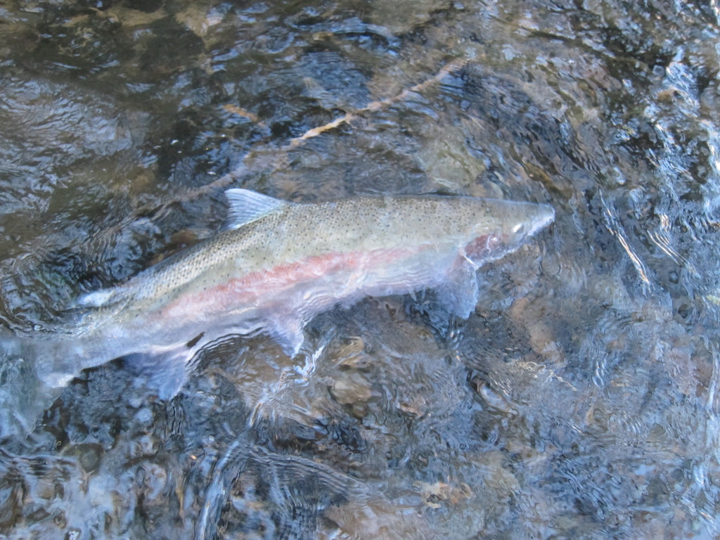 Fishing of rainbow trout on rod with spinning reel on white