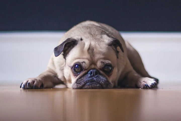 can constipation cause diarrhea in dogs