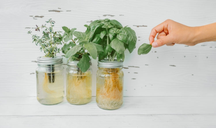 Treat herbs like flowers to keep them fresh and from rotting