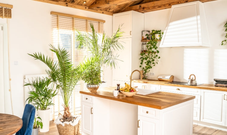 best plants for your kitchen