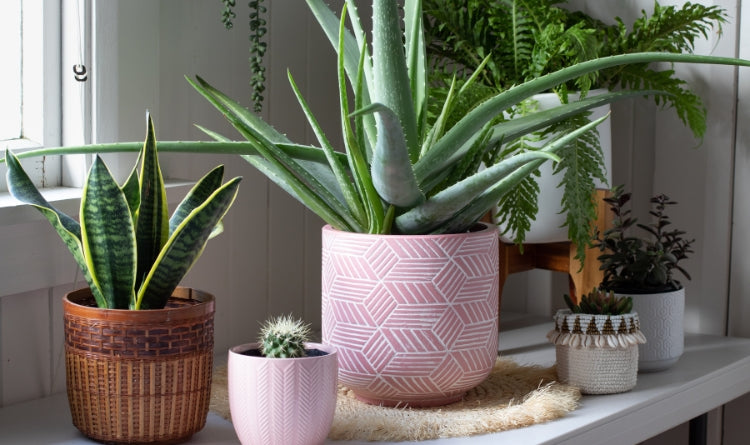 succulents and aloe on the kitchen counter