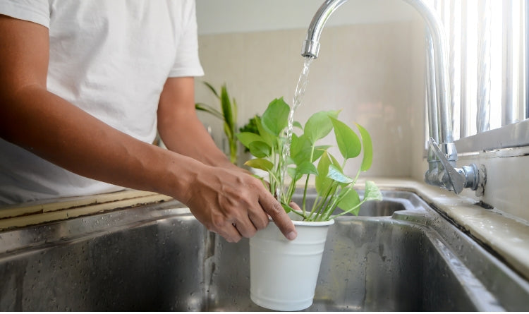 watering kitchen plants