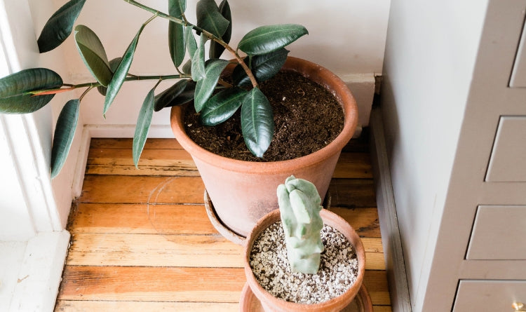 Cactus plants by the window in the kitchen in a terracotta pot sitting on the kitchen floor