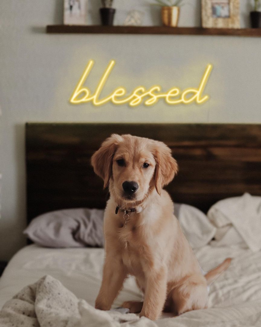 Blessed Neon Sign