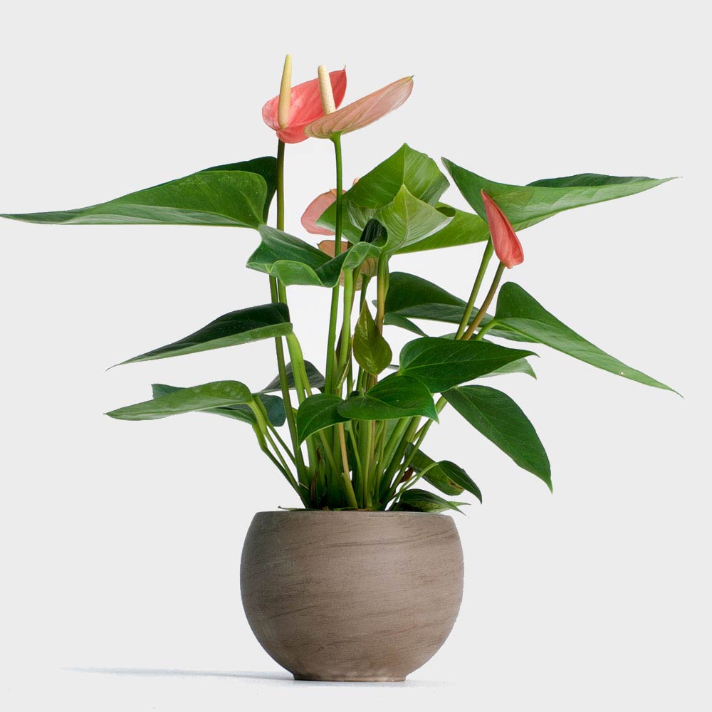 Discover the Incredible Uses and Benefits of Anthurium Plants – Best ...