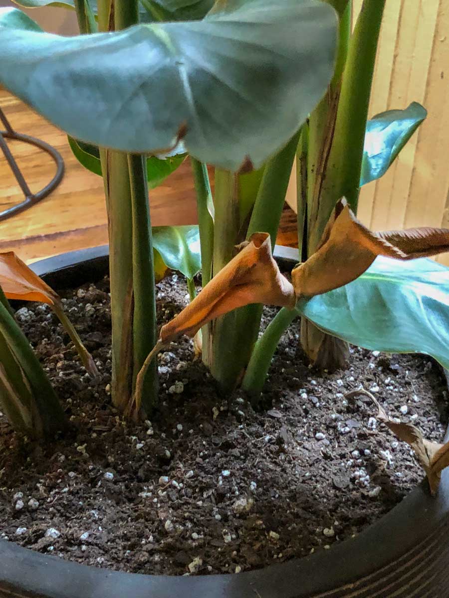 Curling brown basal leaf of Bird of Paradise due to underwatering. 