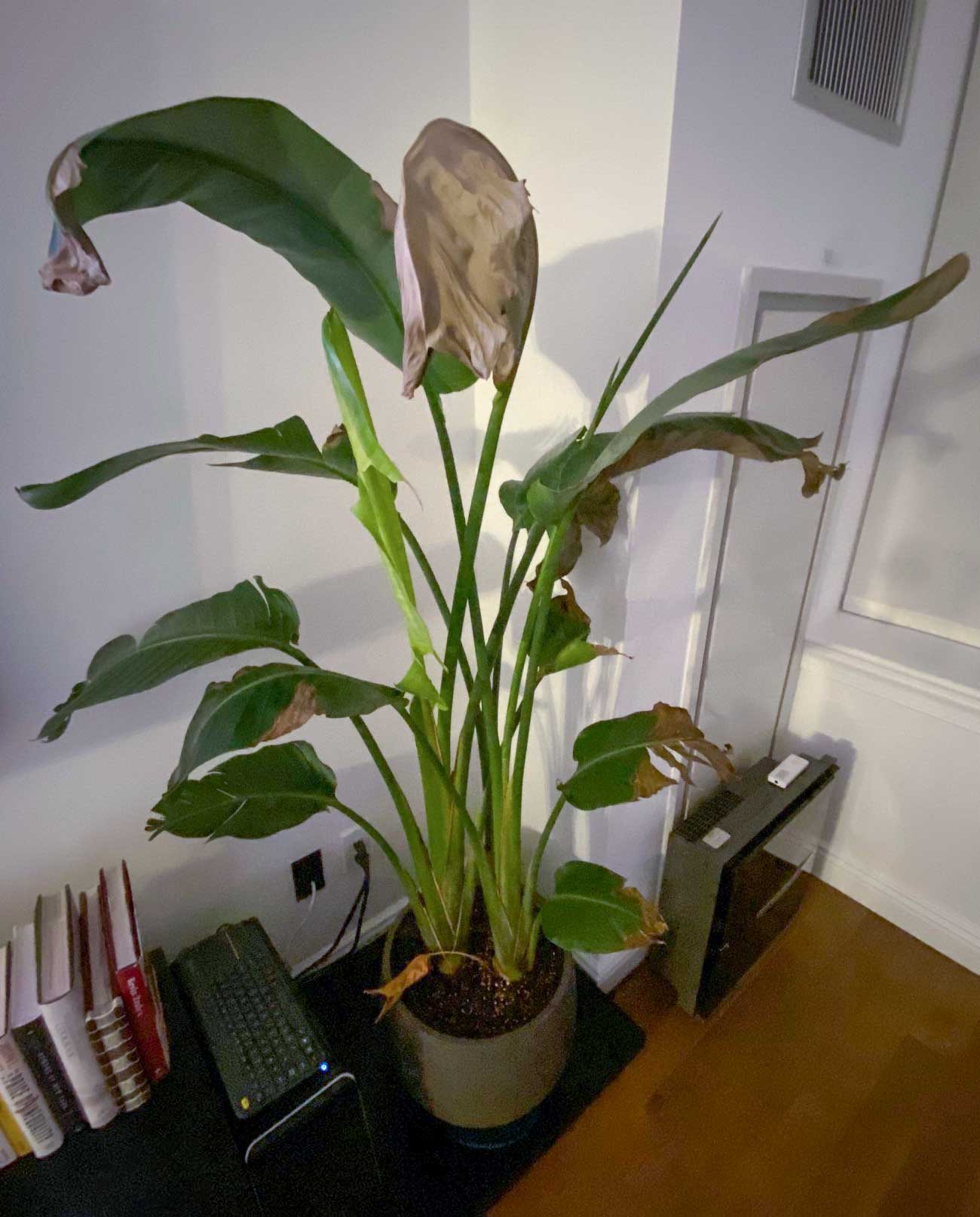 Browning on a Bird of Paradise plant (Strelitzia nicolai), due to lack of light.