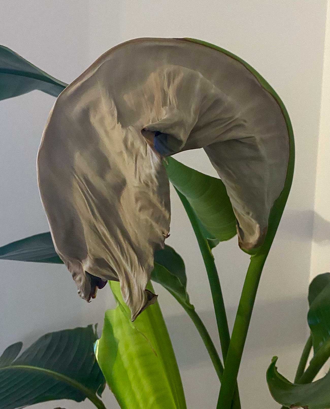 Curling brown leaf of Bird of Paradise due to lack of light. 