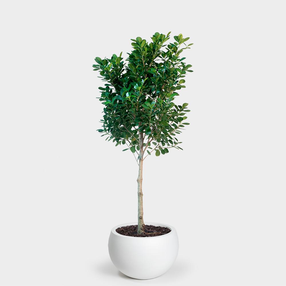 Ficus Moclame Plant Care Guide