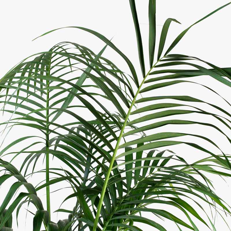 Kentia palm frond close-up