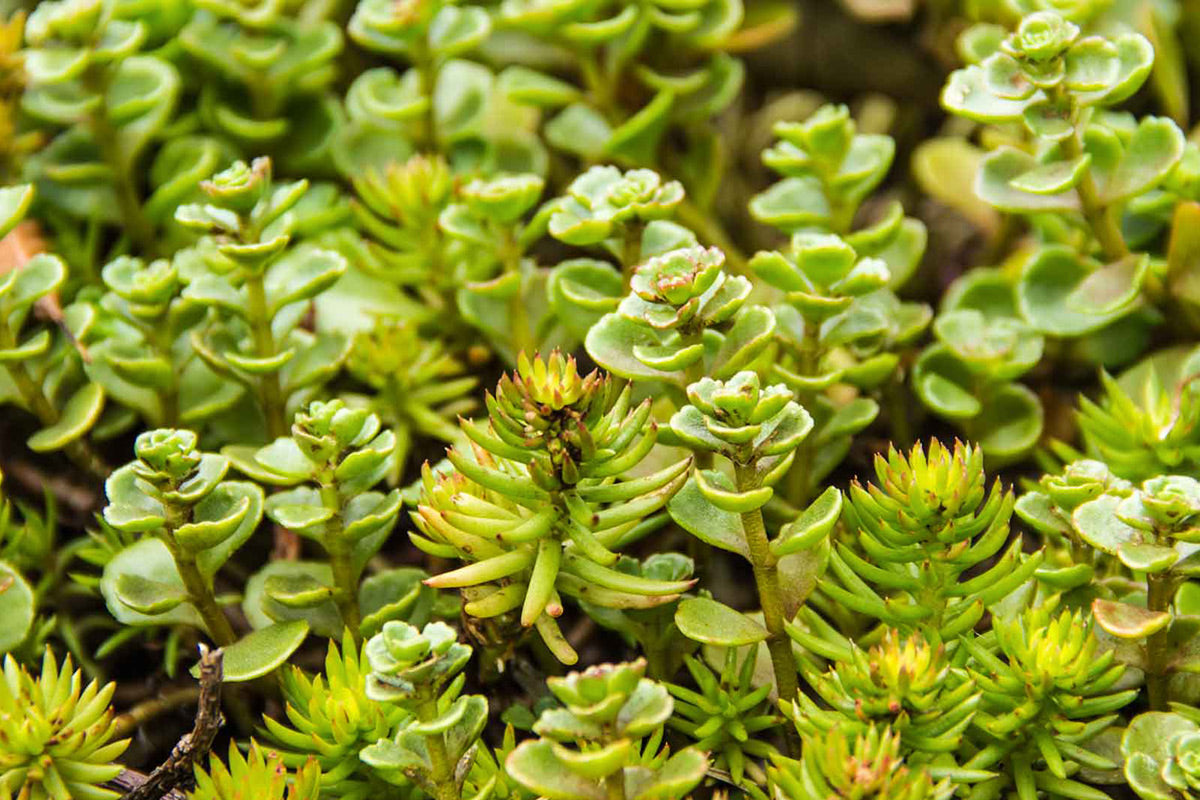 NYC Terrace Garden