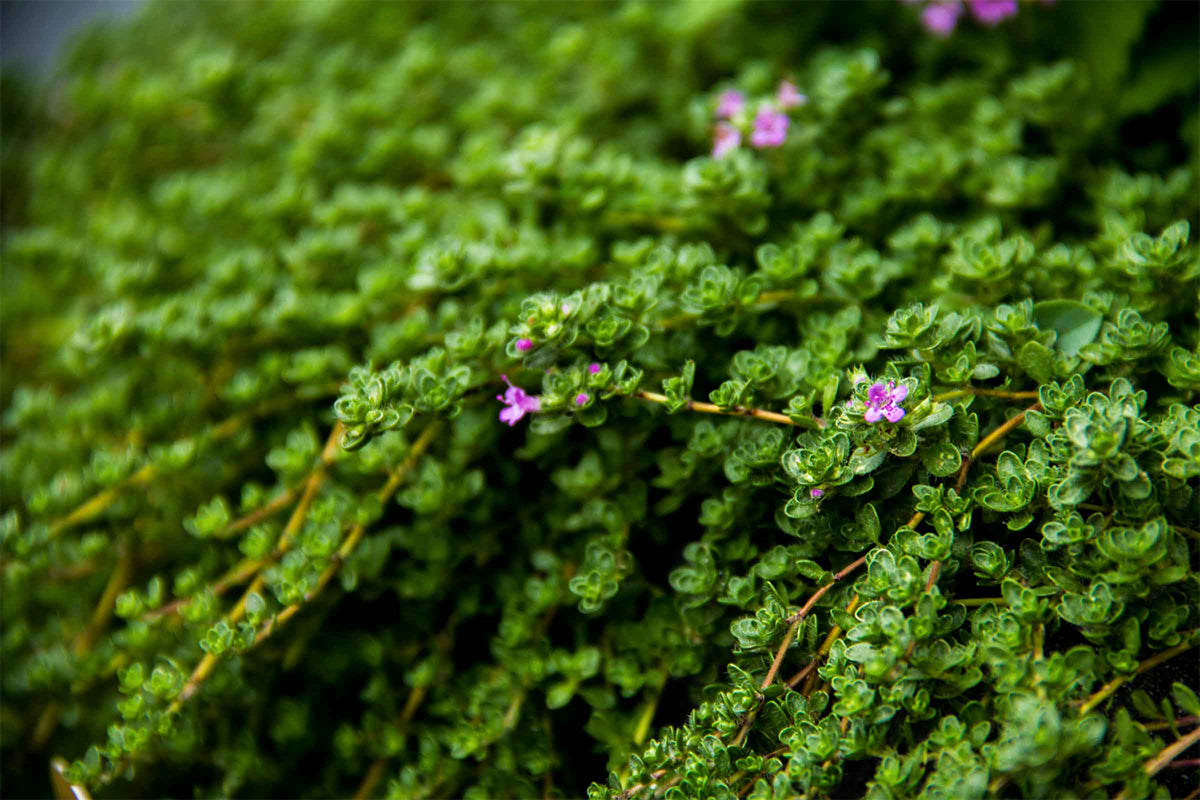 NYC Terrace Garden