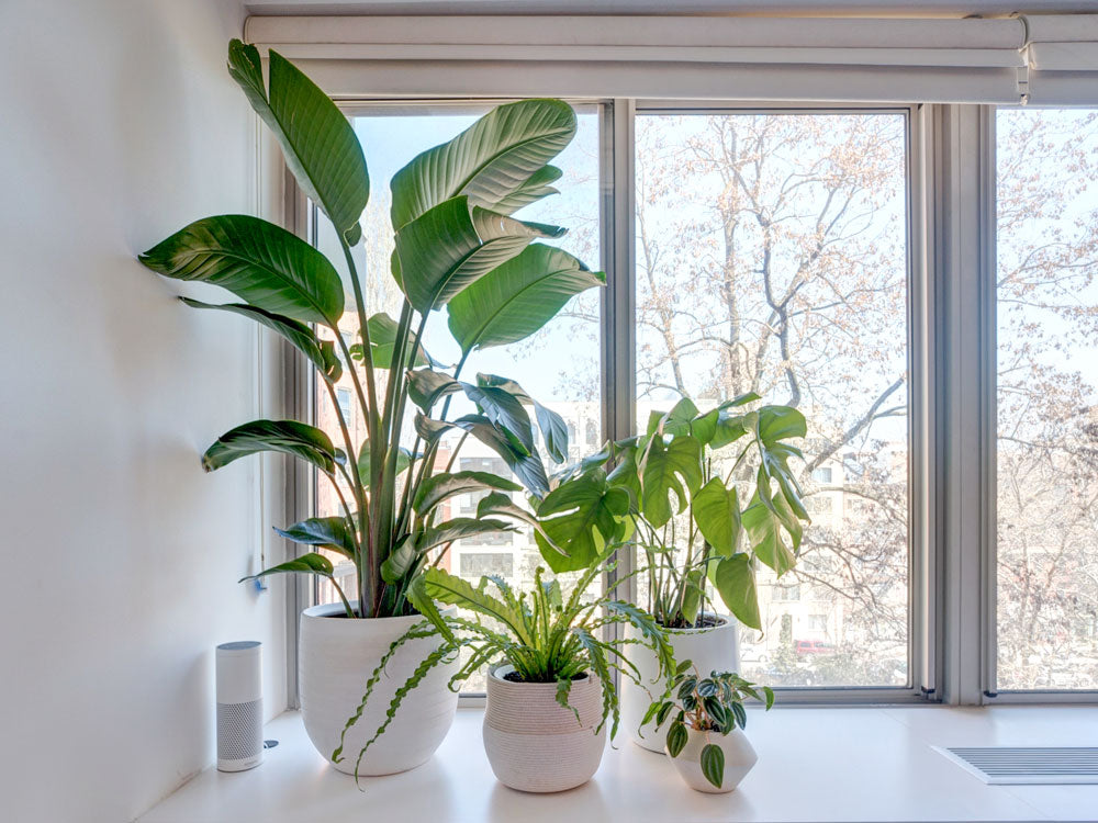 East Village Plant Design