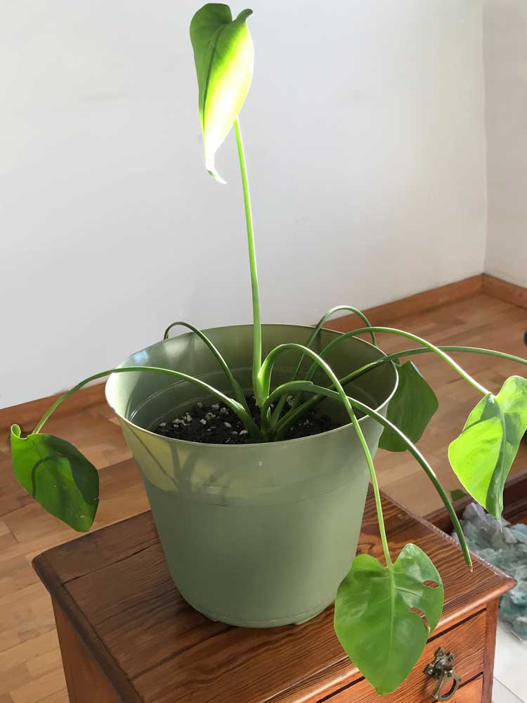 Drooping Bird of Paradise plant from overwatering.