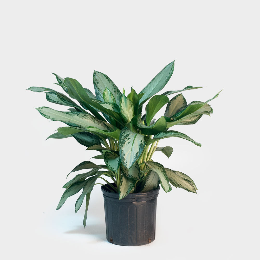 Aglaonema Plant Care Guide