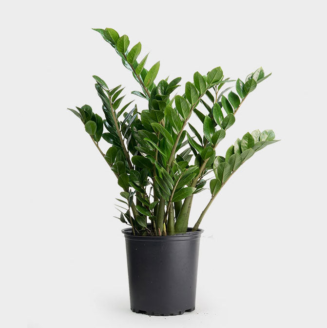 ZZ Plant(Zamioculcas zamiifolia) Care