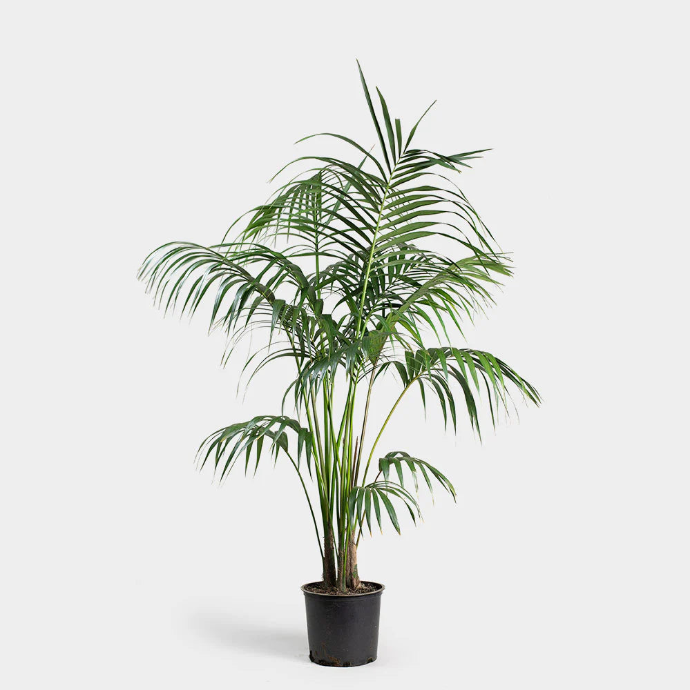 Planting and Growing Royal Palm Trees - A Comprehensive Guide