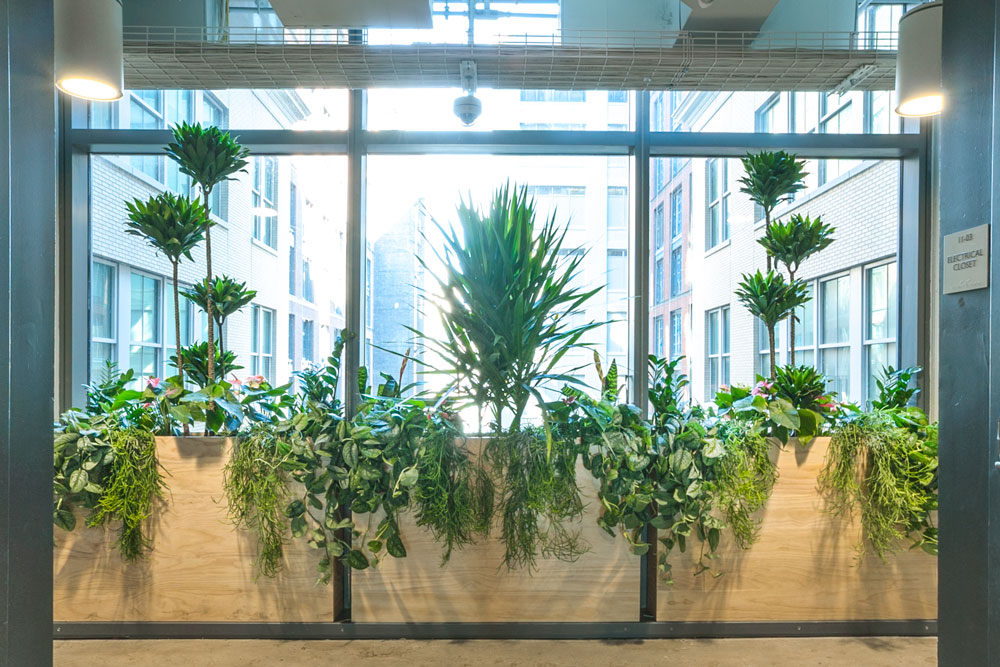 Office Plants at TED Talks HQ