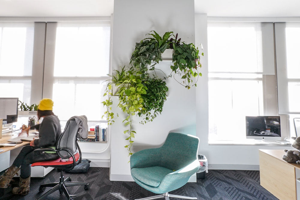 Office Plants at TED Talks HQ