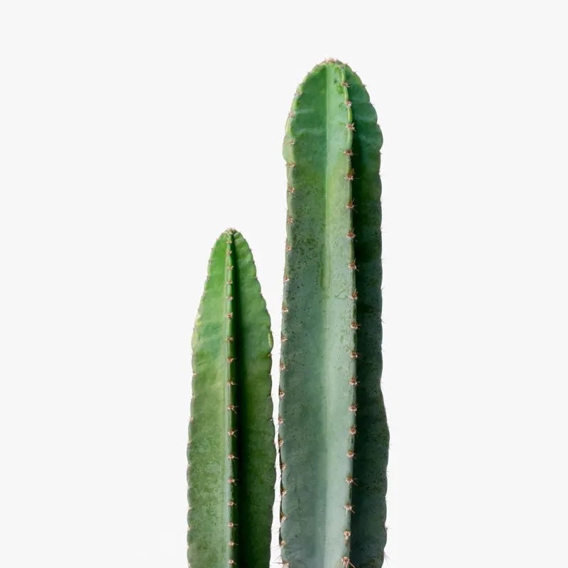 Cereus Cactus Close Up