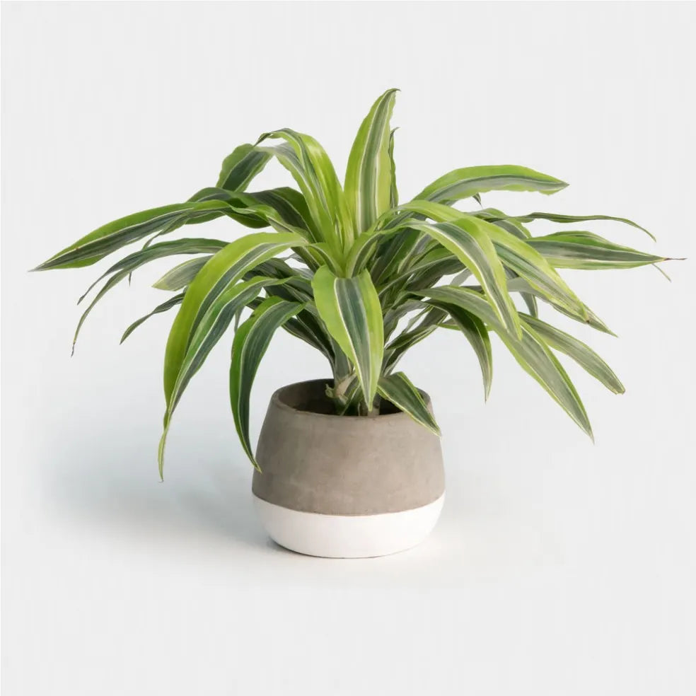 Lemon Lime Dracaena Plant Care