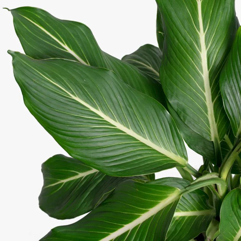 Dieffenbachia Sterling Leaf