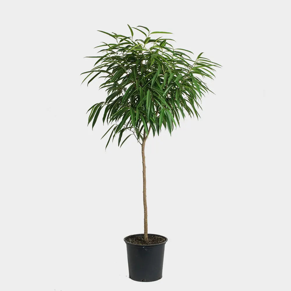 Ficus Alli Plant Care Guide