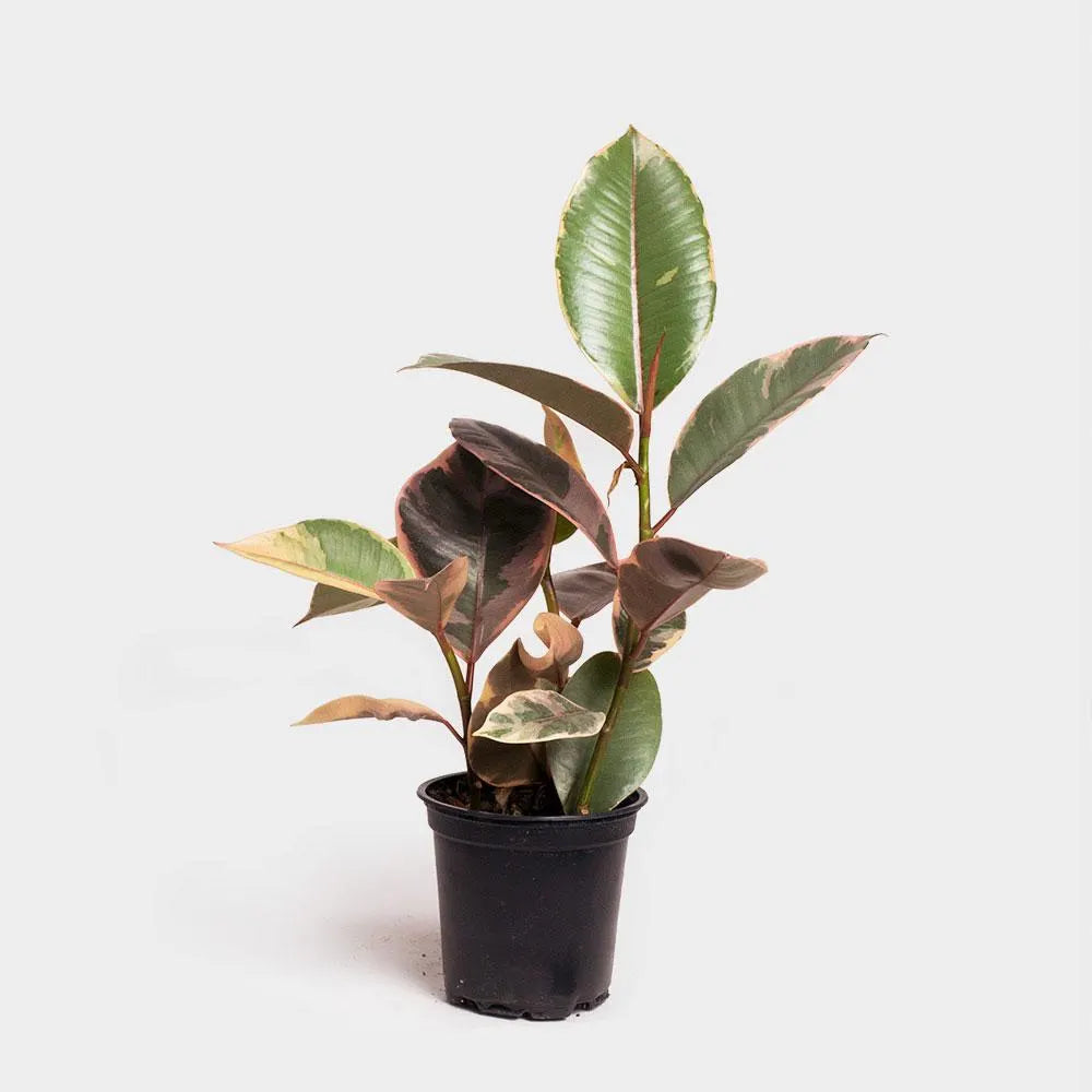 Ficus Elastica Ruby Care