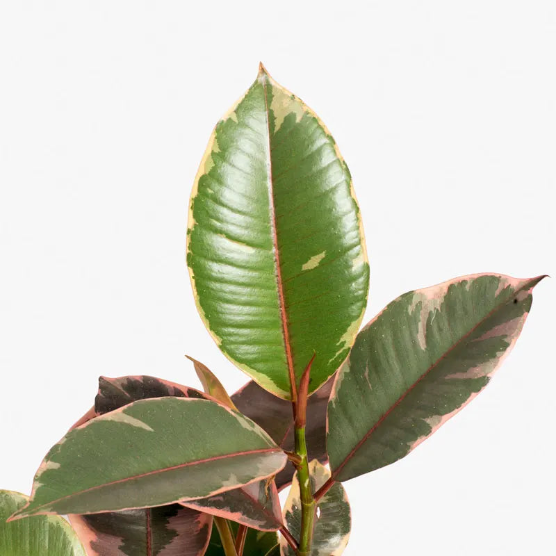 Ficus Elastica Ruby Leaf
