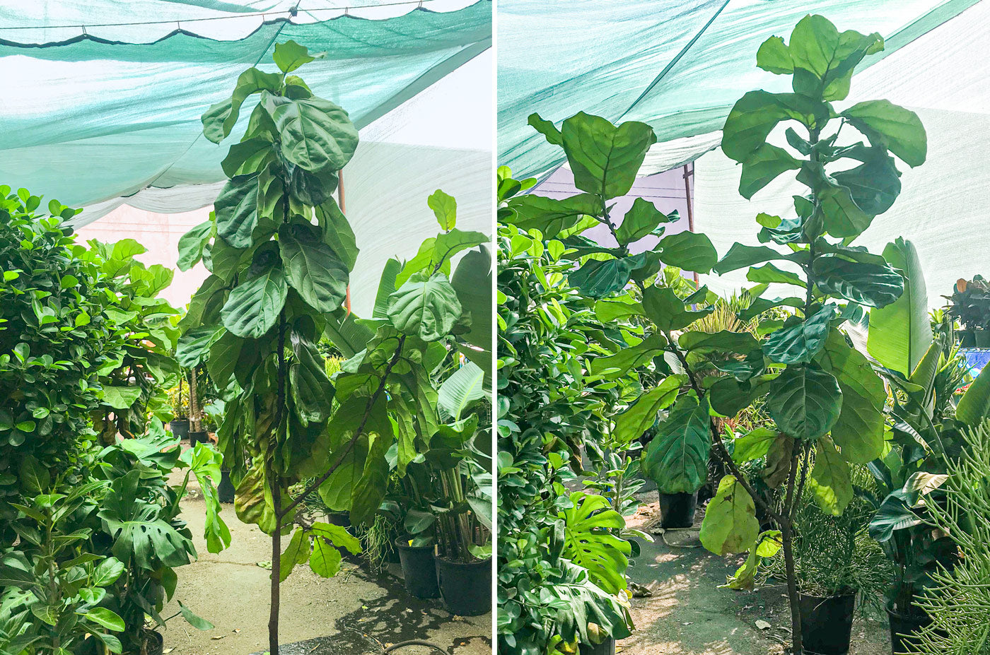 Underwatered Fiddle Leaf Fig / Ficus Lyrata before and after